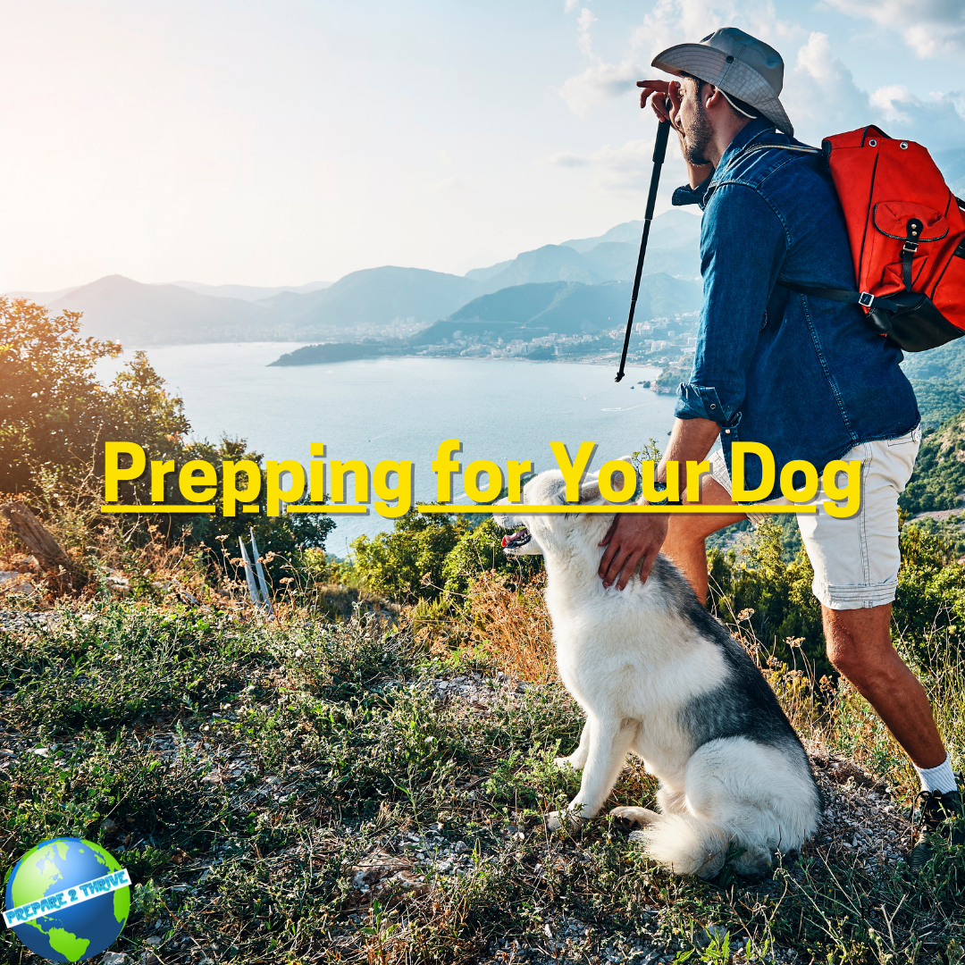 Prepping for Your Dog