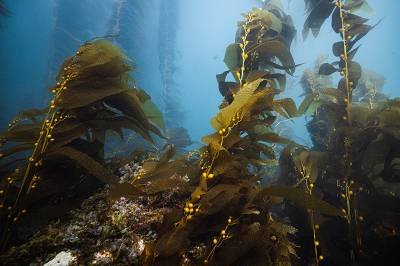 Seaweed is infintely sustainable
