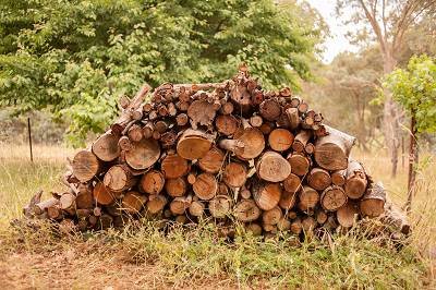 Firewood