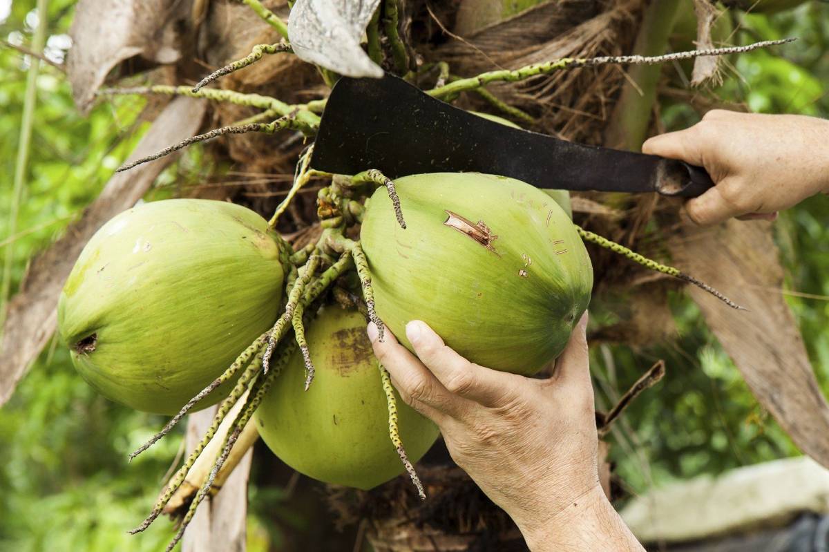 Coconuts can be harvested at nearly any tropical beach Man cuts down a coconut