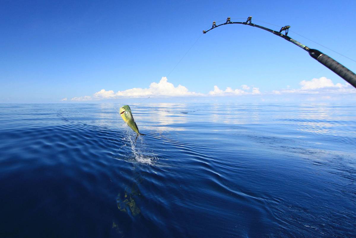 Enjoy deep-sea fishing for fun and food! A sailor catches a large Mahi-mahi